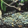 クラウン・キリー｜Clown Killifish｜Epiplatys annulatus