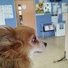 4/8犬ワクチンや花桃の里