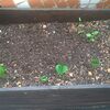 スーパーで売ってる普通のかぼちゃの種を植えたら発芽した(^_^;) 