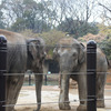 上野動物園