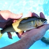 飛騨清流みやがわ鮎釣り大会