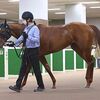 ５日の検疫で美浦・中舘厩舎へ帰厩しています。☆スノーグレース