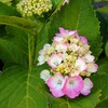 アジサイの開花とヒザの痛みで、梅雨の訪れを知る。