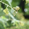 雨と風と花とざべす