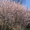 河津桜