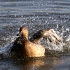 新機種CANON EOS 7D Mark II 試写 オナガガモの水浴び