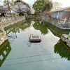 東寺の蓮池（京都府京都）