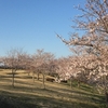 桜、咲く