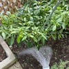 庭の水やりと、炊飯器壊れた