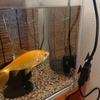 金魚にヒーターは使わなくていい