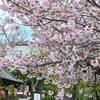 遊行寺の八重桜