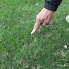 芝生づくりの極意