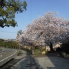２週目の桜（犀川ランニング）