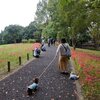 彼岸花 in 水元公園