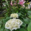 純白の紫陽花とピンクのスカシユリ