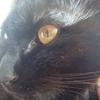 今日の黒猫モモさんの動画－６３
