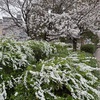 また桜咲く季節がやってきましたね。