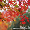 【カブ旅】高尾山に行けなかったから長瀞まで行ってきた【紅葉写真編】