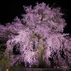 春もおわったので円山公園の桜でもおいておきます