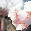 河津桜と梅　木場公園