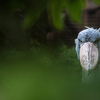 上野動物園　ハシビロコウ