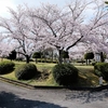 公園の桜