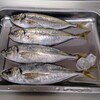 アジ・ベイカ・しらすサラダ