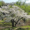 春らしい春  @ 平和公園の里山