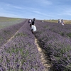 Hitchin Lavender