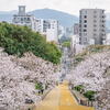 西公園の桜(福岡県)