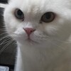 ３月1日に飼っていた猫が亡くなりました