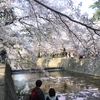 夙川の桜