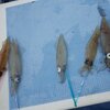 イカした週末パート２ ‐ 富浦沖～洲崎沖のヤリイカ