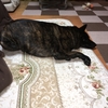 甲斐犬サン、接待のお疲れ〜 ฅ(๑*д*๑)ฅ