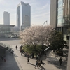 東京の桜。