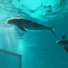 世界遺産の水族館「宮島水族館」ってどんなとこ？「みやじマリン」の魅力を紹介します。