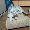 わが名はペソ