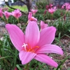 浜ちゃん日記　　ピンクのゼフィランサスが咲き始めました