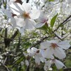 今年の桜は、葉が出てきても花も