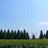 あけぼの山公園の向日葵