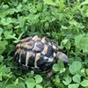 りくがめmarron🐢とサンセット