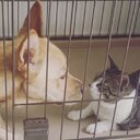 愛犬と愛猫のものがたり