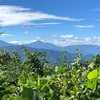 まだ猛暑の高尾山　ツクツクホウシ鳴く