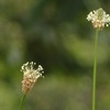 植物園散歩（6月）