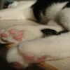 今日の黒猫モモ＆白黒猫ナナの動画ー７７３