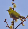 藤山公園 ・  梅と鳥 