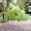 桜～平野神社その７