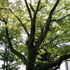 襲われて飛べる鶉や春の空　のこるひとつはあわれ首なし