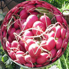  Farmers Market