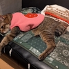 エル、乳腺腫瘍＜２３＞